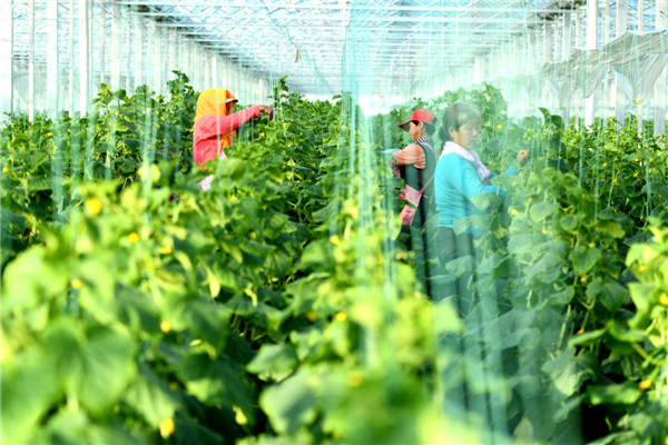 青島西海岸新區(qū)鄉(xiāng)村振興注入“供銷(xiāo)力量”