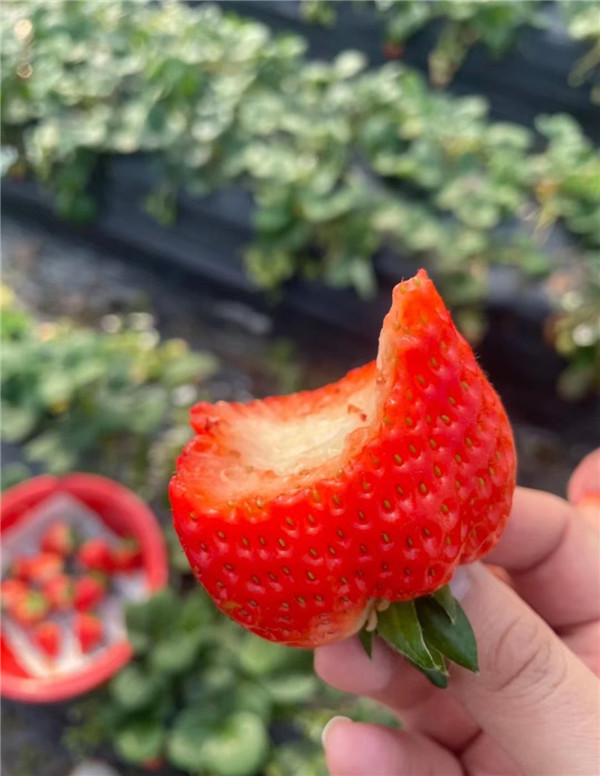 青島龍湖冠寓&龍湖光年歡樂草莓行