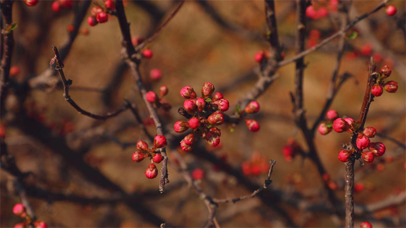 “凝聚精神的力量”恒星學(xué)院文化系列報(bào)道之三：恒星使命；讓人生更美好
