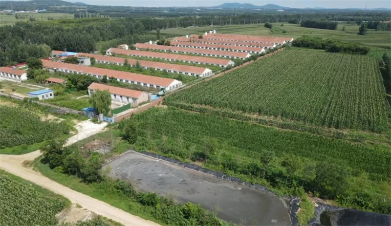 濰坊市昌樂縣喬官鎮(zhèn)某養(yǎng)豬場“病死豬”隨意丟棄 誰來監(jiān)管？