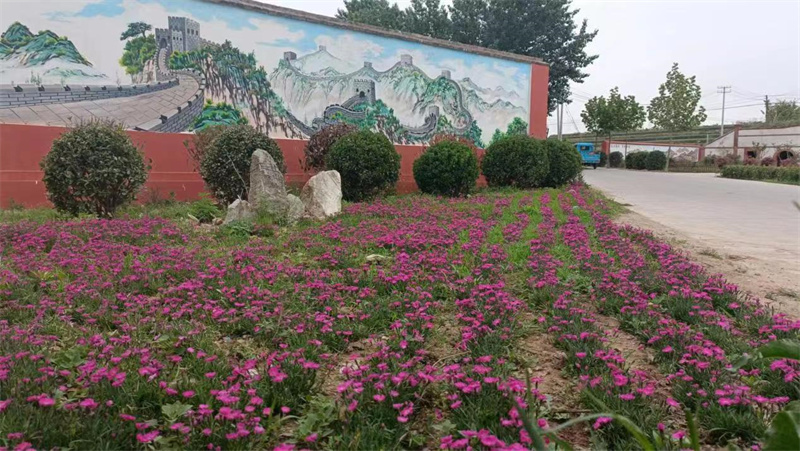 萊西南墅鎮(zhèn)以美麗鄉(xiāng)村建設(shè)為契機(jī)，推動城市更新走深走實(shí)