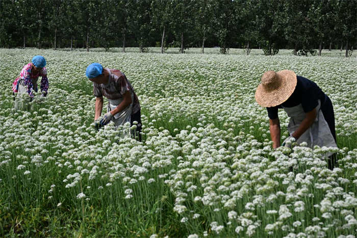 山東即墨：韭花飄香助農(nóng)增收