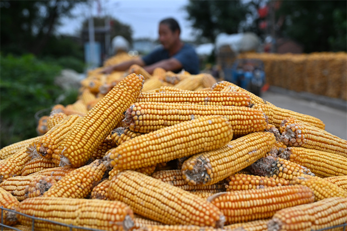 山東即墨：金秋好“豐”景
