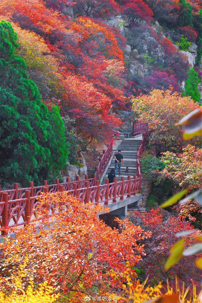 青島萊西：交運旅游推出臨朐石門坊紅葉一日游